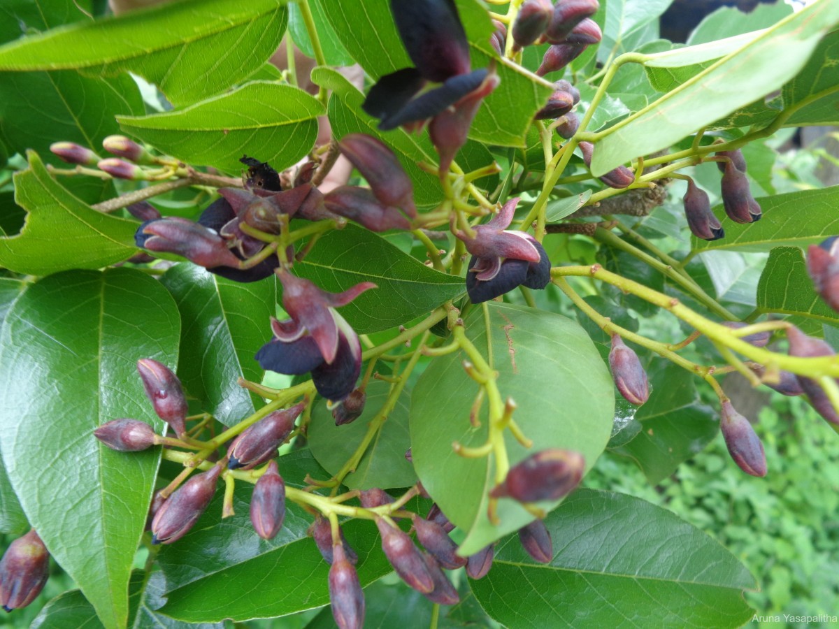 Pericopsis mooniana Thwaites